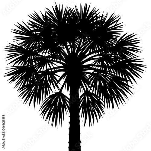 Tropical Palm Tree Silhouette Vector - Sabal Palmetto Palm with Spiky Fronds Isolated on White Background