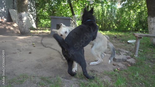 Active domestic pets playing outside close up, Two dogs playing and wrestling outdoors near doghouse.