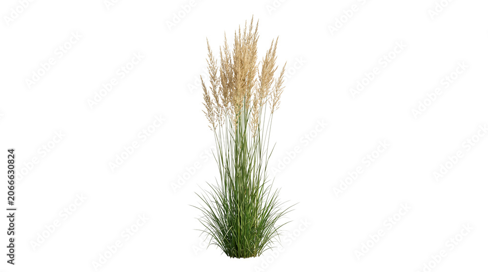 Fototapeta premium Tall ornamental pampas grass with beige plumes and green blades isolated on Transparent Background