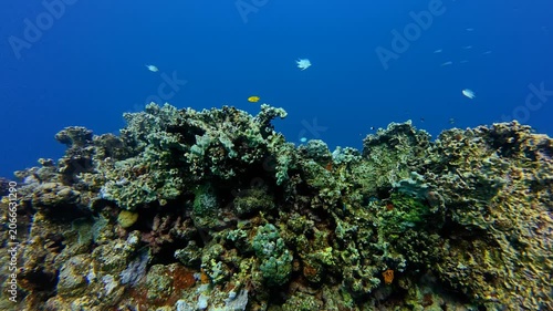 Tropical shallow ocean and swimming reef fish. Scuba diving on the coral reef with swimming fish. Underwater video from scuba diving trip. Marine life in the sea, wildlife and reef wall.