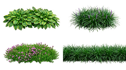 Garden plant collection with hosta, flowering liriope, pink blossom shrub, and grass border isolated on Transparent for landscaping design.
