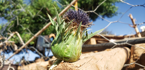 Φωτογραφία Wild artichoke cardoon flower on a wooden log in a rural setting