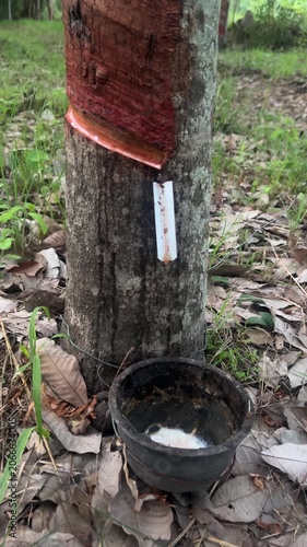 Milky natural latex liquid dripping from tapped rubber tree trunk into collection cup