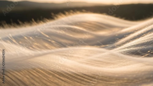 Golden Grass Waves in a Field at Sunset, Abstract Nature Background.