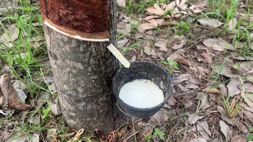 Milky natural latex liquid dripping from tapped rubber tree trunk into collection cup