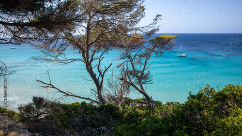 Pine trees on a cliff overlooking a turquoise sea with a sailboat