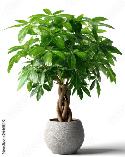 Pachira aquatica money tree with braided trunk in realistic 3D render