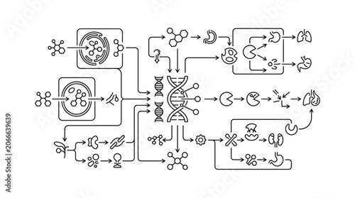 Canvastavla Intracellular protein synthesis and organelle transport pathway.