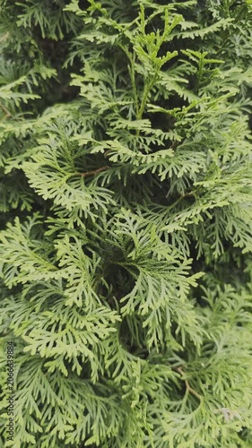 Close up view of vibrant green arborvitae foliage. Branches of an oriental thuja plant moving slowly in a beautiful natural background