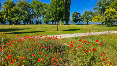 Red poppy wildflower meadow along a park path with Lake Constance view in Mettnau Park Radolfzell on a sunny summer day
