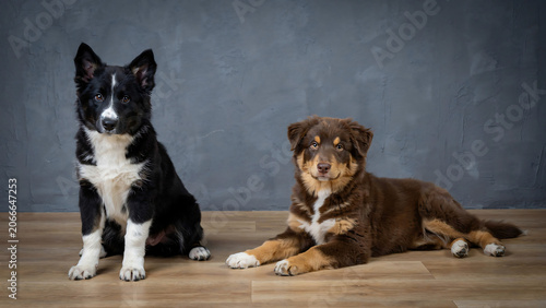 Two Cute Border Collie and Australian Shepherd Mix Puppies Sitting and Lying on Wooden Floor Against Gray Background