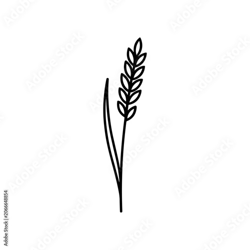Wheat plant with green leaves growing.