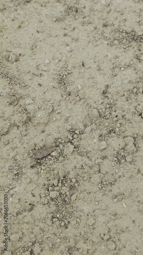 Many small black ants moving quickly in a trail. Teamwork and cooperation in the insect world as they move along a path on the ground
