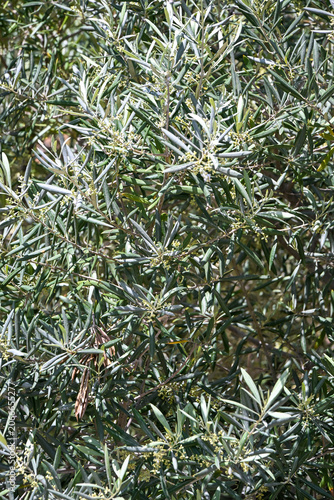 Close-up view of a olive tree with silvery green leaves in Andalusia, Spain