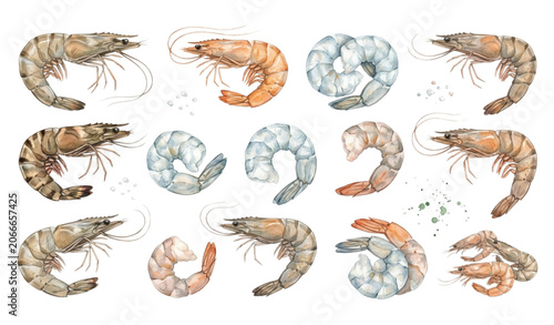 Photos Watercolor shrimp and prawn vector set with fresh seafood clipart collection