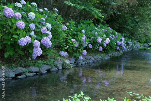水辺に咲くアジサイ　高知県加茂川親水公園