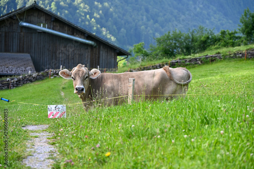 Swiss brown cow grazing on a mountain pasture in the Canton of Glarus, Switzerland