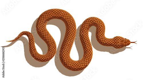 Copperhead Snake Coiled on White Background