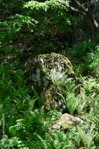 Ancient mossy boulder surrounded by lush green ferns in a wild forest. Deep woods scenery with wild ferns and a big mossy rock.