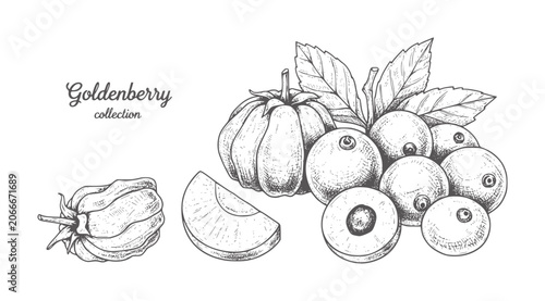 Photos Hand drawn goldenberries and leaves collection goldenberry fruit food