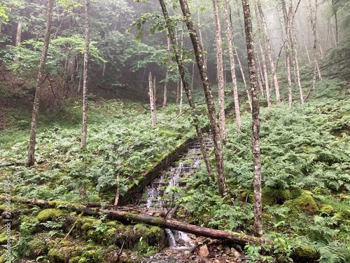 forest in the forest