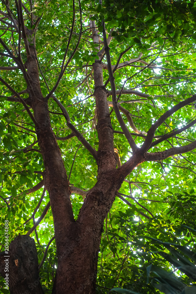 Fototapeta premium Looking up at the green tops of tree foliage