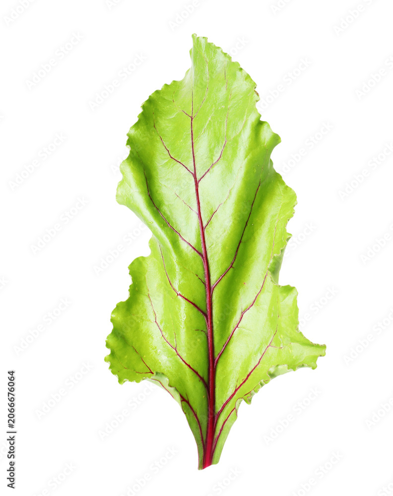 Obraz premium One green beetroot leaf on transparent background