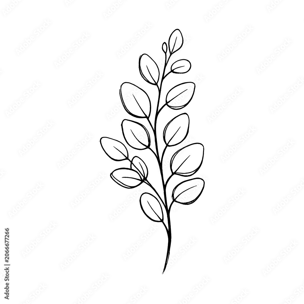 Fototapeta premium PNG Minimalist botanical line art