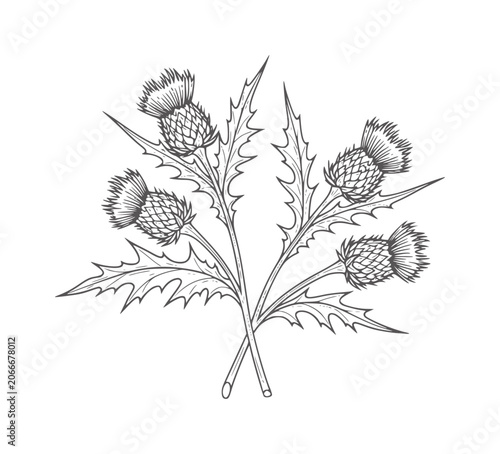 Εκτύπωση καμβά Two crossed thistles with spiky leaves and flower heads plant botanical nature