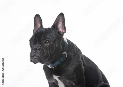 Bild auf Leinwand フレンチブル　黒　白バック　首輪　成犬