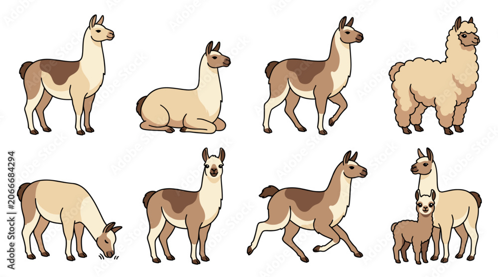 Fototapeta premium Diverse camelid characters illustrating various types and poses, including llama, alpaca, vicuña, and guanaco, suitable for wildlife, nature, and farm animal concepts