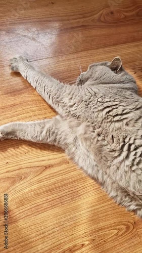 A female hand gently strokes the thick fur of a relaxed grey cat lying on a wooden floor. Concept of pet companionship, animal bonding, domestic comfort, and affectionate care.