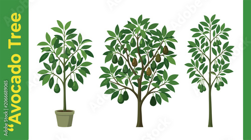 Fotografie An illustration of three avocado tree plants in different stages of growth