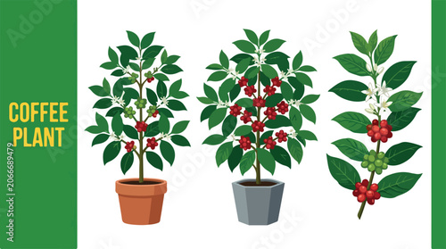 Foto Three coffee plant pots with green leaves and red coffee cherries are on display