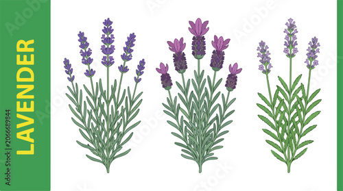 Fényképezés Lavender plants with purple flowers grow in a serene garden outdoors