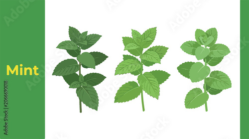 фотографія Fresh mint leaves are arranged on a white surface in a botanical setting