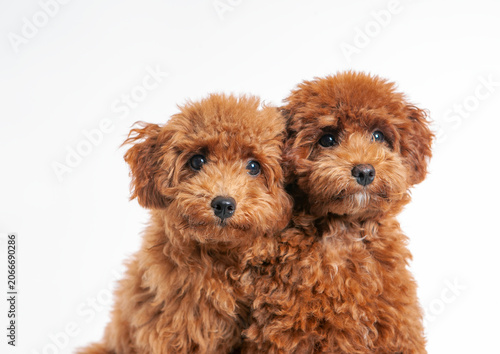 Bild auf Leinwand レッドトイプードル　パッピー子犬２匹　白バック