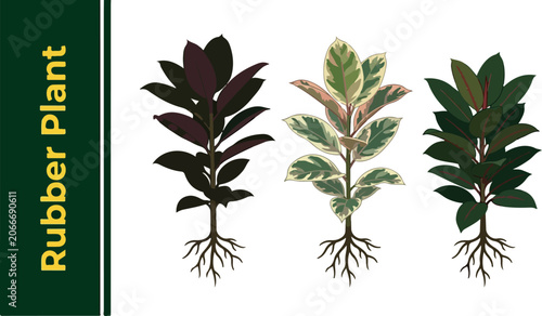 Tableau sur toile A young Rubber Plant growing Plant with several Types of leaves and roots and ro