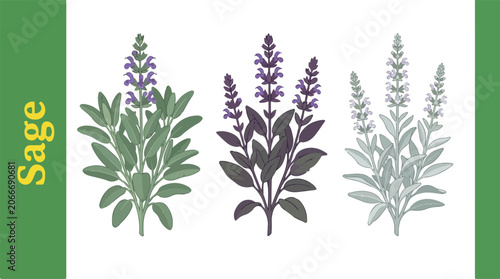 Illustration of sage plants with purple flowers and green leaves on white background