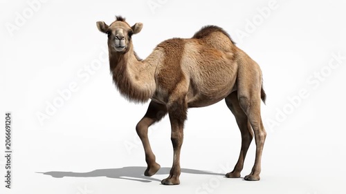 Majestic Dromedary Camel Standing Isolated on White Background, ideal for educational videos and desert-themed commercial projects.