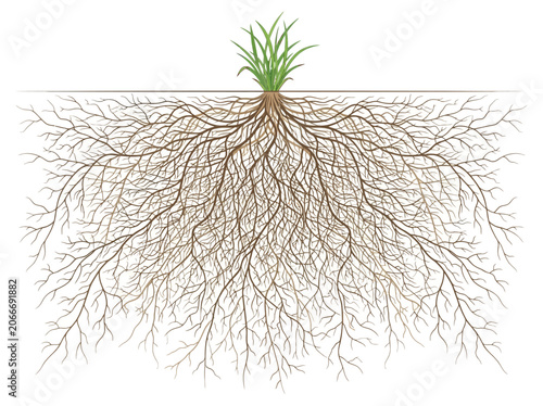 Fotografie A detailed illustration of a plant's extensive root system spreading underground with green shoots visible above soil level