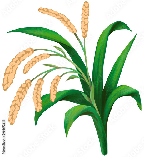 Rice Paddy Plant