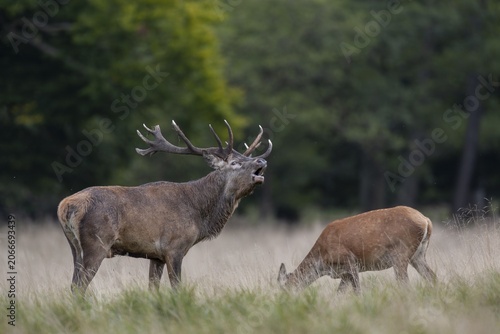 The red deer (Cervus elaphus) roars almost non-stop, while the wild deer graze unperturbed, rutting, rutting season, Denmark