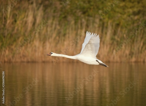 Mute Swan (Cygnus olor), in flight over a pond, Thuringia, Germany