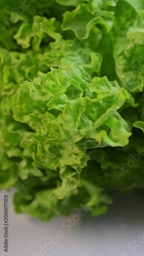 Fresh, crisp organic green lettuce leaves rotate close-up. Healthy eating, healthy foods, leafy greens as a source of fiber and vitamins.