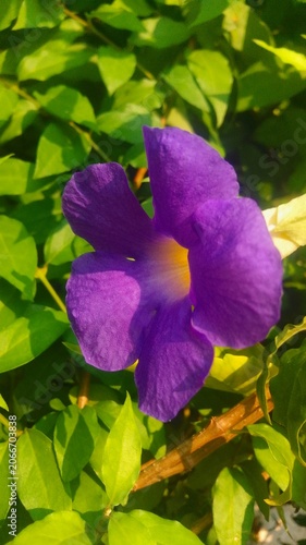 purple and yellow flower