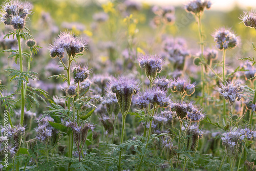 Blooming Phacelia Field at Golden Hour with Soft Purple Flowers and Natural Bokeh Background. Selective focus. 