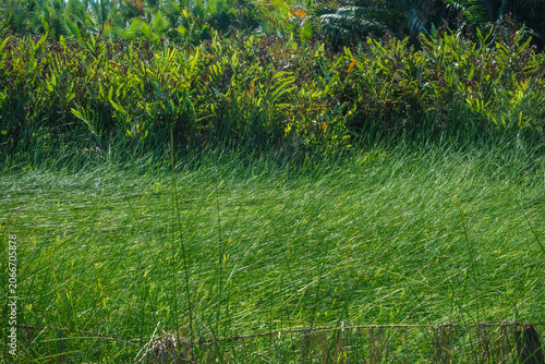 Lush green wetland field with dense marsh vegetation