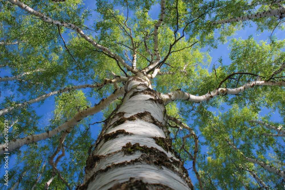 Fototapeta premium Looking Up Through Birch Tree Canopy Towards Blue Sky.