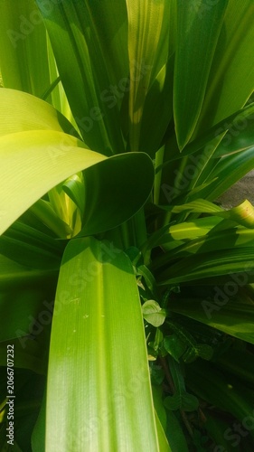 lily of the valley